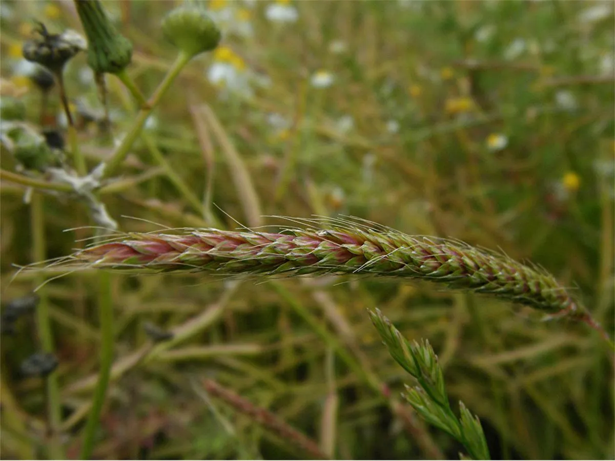 Simptome: Alopecurus myosuroides (Coada vulpii)