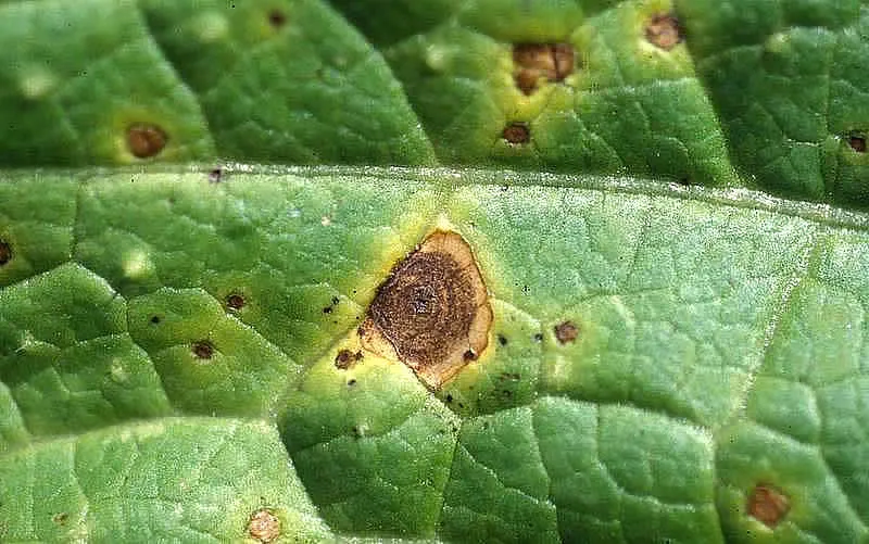 Simptome: Alternaria spp. (Alternarioza – Pătarea brună a frunzelor)