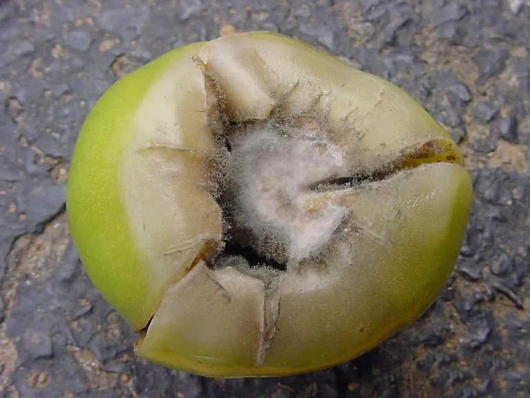 Simptome: Botrytis cinerea (Putregaiul cenușiu al tomatelor)