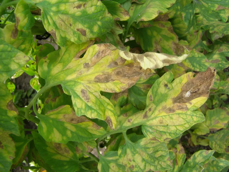 Simptome: Fulvia fulva sau Cladosporium fulva (Pătarea cafenie a frunzelor)