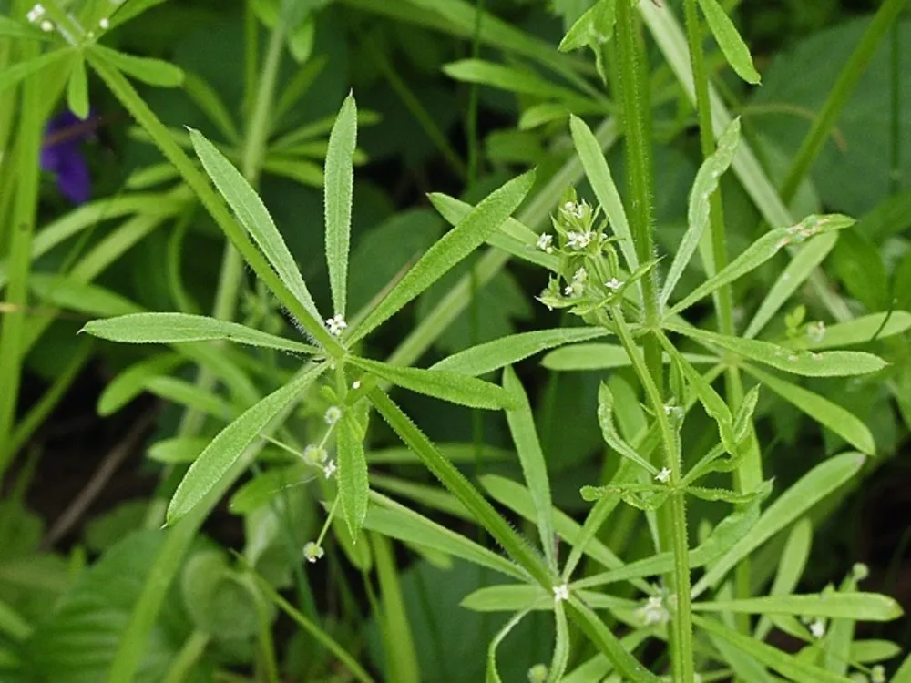 Simptome: Galium aparine (Turiţa)