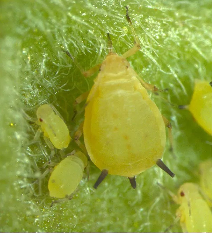 Simptome: Păduchele verde al castraveţilor