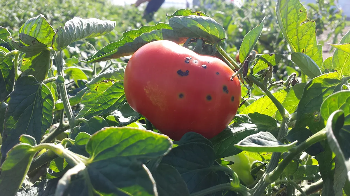 Simptome: Pseudomonas syringae pv. Tomato (Pătarea pustulară a fructelor, pătarea bacteriană punctiformă)
