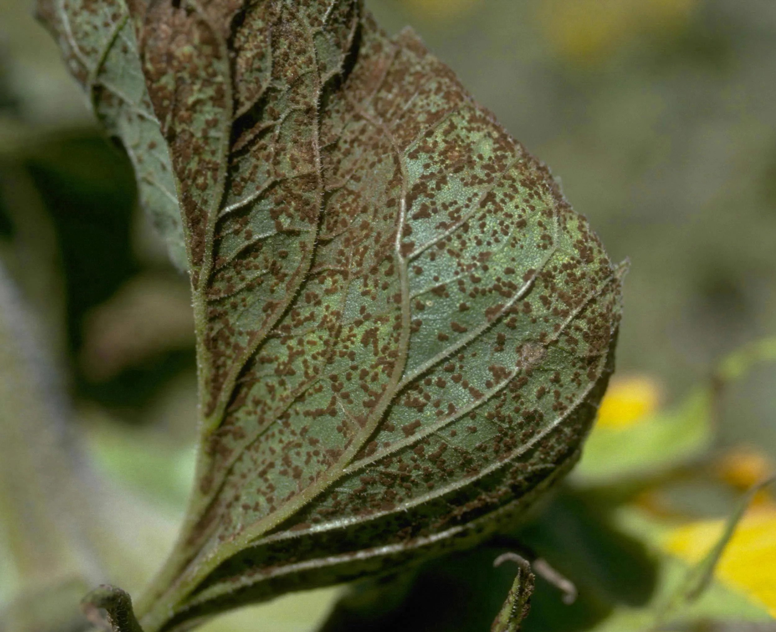 Simptome: Puccinia helianthi (Rugina florii soarelui)