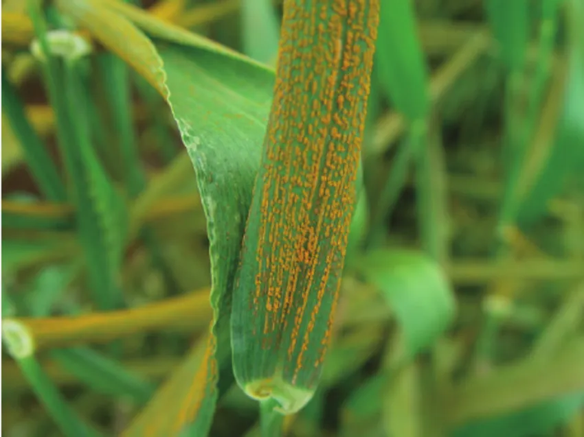 Simptome: Puccinia striiformis (Rugina galbenă)