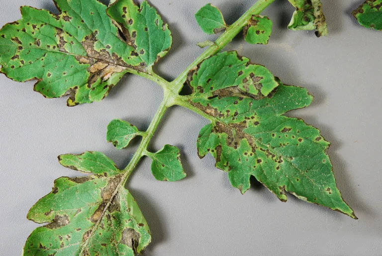 Simptome: Septoria lycopersici (Septorioza tomatelor, pătarea albă a frunzelor de tomate)