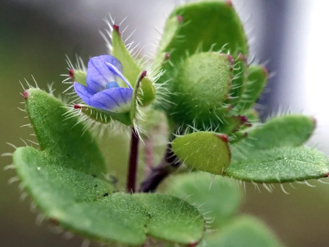 Simptome: Veronica hederifolia (Doritoare)