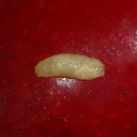 Simptome: Viermele cireşelor