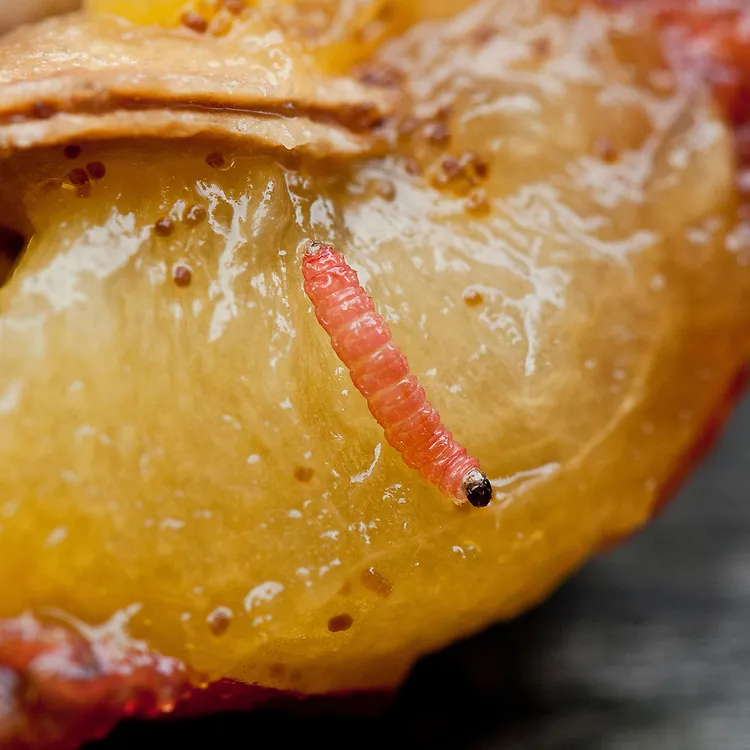 Simptome: Viermele prunelor