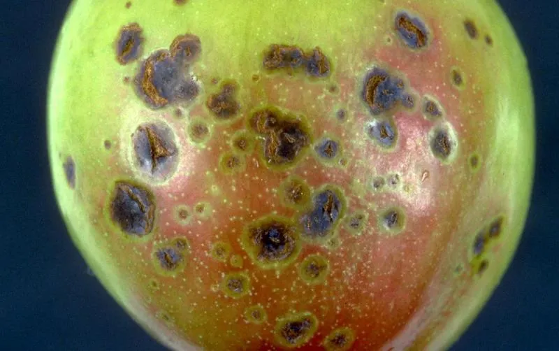 Simptome: Ciuruirea bacteriană a sâmburoaselor